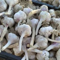 سیر مغان