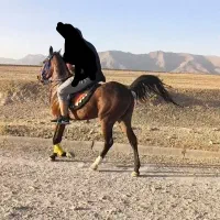 مادیان دره شور درجه یک|اسب و تجهیزات اسبسواری|نهاوند, |دیوار