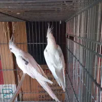 فروش ۵جفت عروس هلندی البیتو خاص تکخال|پرنده|شهرکرد, |دیوار