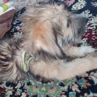 معا. وضه توله نر شیتزو تریر شناسنامه دار با ژرمن|سگ|بم, |دیوار