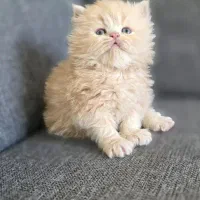 گربه پرشین سفید کاراملی گارفیلدی|گربه|تهران, امجدیه (خاقانی)|دیوار
