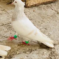 کاغذی دم سفید کبوتر