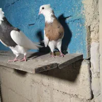 جفت طوقی درجه یک|پرنده|آبپخش, |دیوار