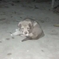 توله پژدر|سگ|قصابه, |دیوار