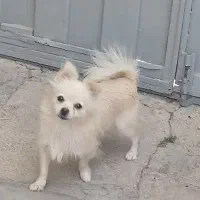 پامر ماده