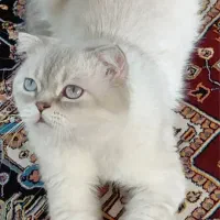 گربه اسکاتیش(نر) برای جفتگیری