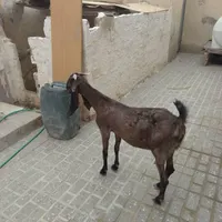 بز مری|حیوانات مزرعه|خاش, |دیوار