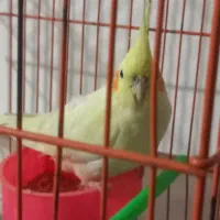 عروس هلندی لوتینو|پرنده|مشهد, منزل آباد|دیوار