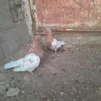 کبوتر|پرنده|چگنی, |دیوار