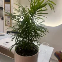 اجاره میز ناخن،مژه،پدیکور،رنگ و کراتین رباط دوم