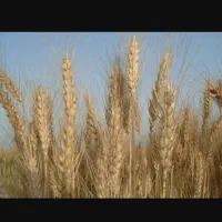 بذر گندم درم یاواروس