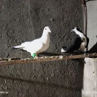 2تاصیدفروشی|پرنده|تربتحیدریه, ترمینال|دیوار