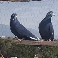 کفتر کبوتر|پرنده|مشکین‌دشت, |دیوار