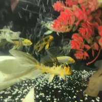 ماهی   کوی ژاپن|ماهی|کرمان, |دیوار