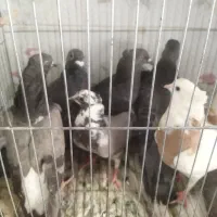 کبوتر|پرنده|مرودشت, نقش رستم|دیوار