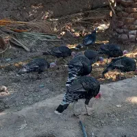 8 عدد بوقلمو|حیوانات مزرعه|بم, |دیوار