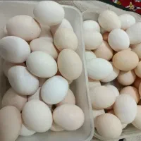 تخم مرغ محلی
