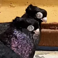 فقط تماس|حیوانات|ایذه, |دیوار