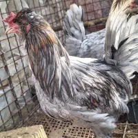 خروس گلین طوسی بقلمون نر و ماده|حیوانات مزرعه|شیراز, رکنآباد|دیوار