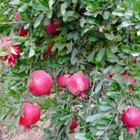 انار درخت باغ یکجا عمده شاپور