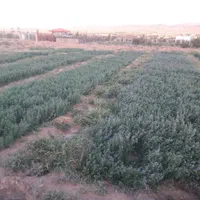 زمین کشاورزی 350 متر|فروش دفتر صنعتی، کشاورزی، تجاری|قم, پردیسان|دیوار