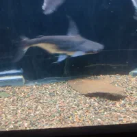 پنکوسی شکاری باله بلند.پیرانا پاکو|ماهی|تربت‌حیدریه, حسنی بالا|دیوار