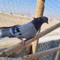 نرسبز پُر اصفهانی