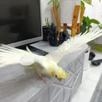 عروس هلندی