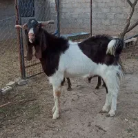 تکه پاکستانی نر بز اصیل لنگ سه قلو