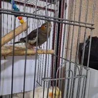 عروس هلندی|پرنده|بروجرد, |دیوار