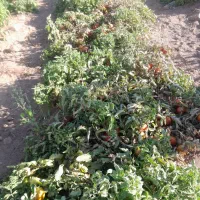 با سلام گوجه مخصوص ربی حدودا ۵۰۰ کیلو
