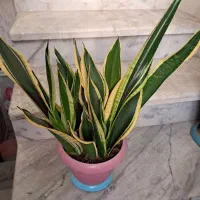 گل دیفن باخیا|گل و گیاه طبیعی|سنندج, |دیوار