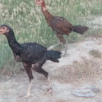 فروش جوجه