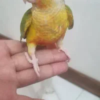گرینچیک