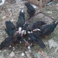 اردک یا اردک وسی|حیوانات مزرعه|رودشت (اصفهان), |دیوار