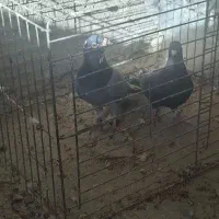 یک جفت کفتر پلاکی