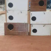 لانه عروس کوتوله مرغ عشق