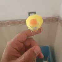 مرغ عشق جوجه رام دستی