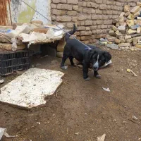 سگ پاکوتاه ماده