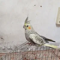 عروس هلندی|پرنده|تهران, مرادآباد|دیوار