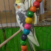 عروس هلندی