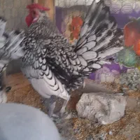 مرغ و خروس سیبرایت