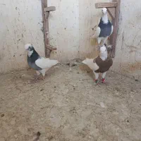 تعدادی بهبونی|پرنده|شیراز, شریف‌آباد|دیوار