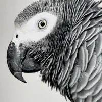 کاسکو سخنگو|پرنده|جم, |دیوار