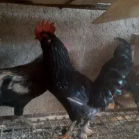 خروس برهما و تعدادی خروس معمولی و گلین|حیوانات مزرعه|اسفرورین, |دیوار