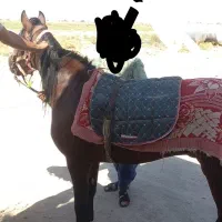 کره نریان یورقه