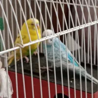 مرغ عشق نر وماده|پرنده|هشتگرد, شهرک بعثت|دیوار