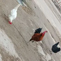 دوعدد مرغ تخم گذار ویک عددخروس گلپایگانی