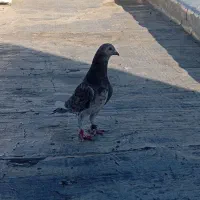 کبوتر|پرنده|سنندج, |دیوار