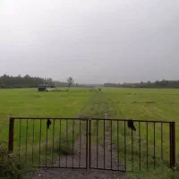 12هکتار-شالیزار-لب-جاده-آسفالته-زیر-قیمت-گیلان